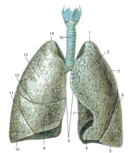 Нижняя доля правого легкого фото