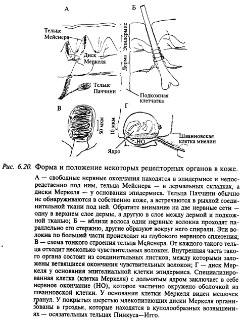 положение рецепторных органов на коже