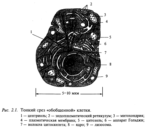 срез клетки