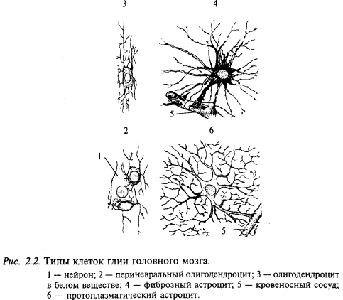 глия. типы клеток глии головного мозга