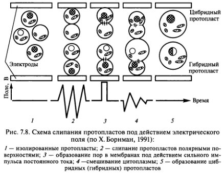 схема слипания протопластов под действием электрического поля