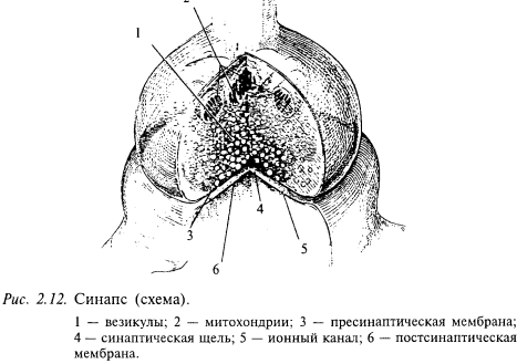 синапс