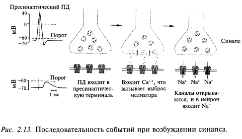 последовательность событий при возбуждении синапса