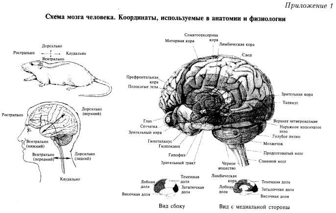 схема мозга человека