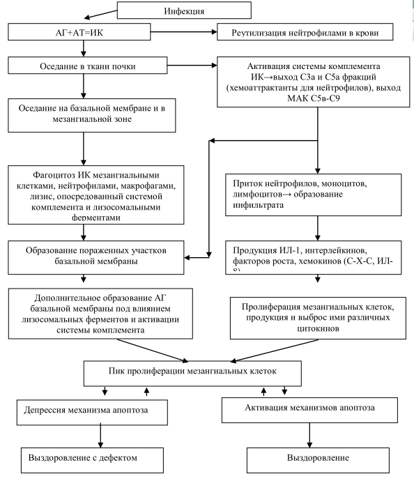 Иммунные механизмы развития острого пролиферативного гломерулонефрита