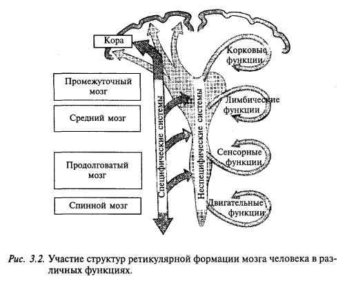 участие структур ретикулярной формации мозга