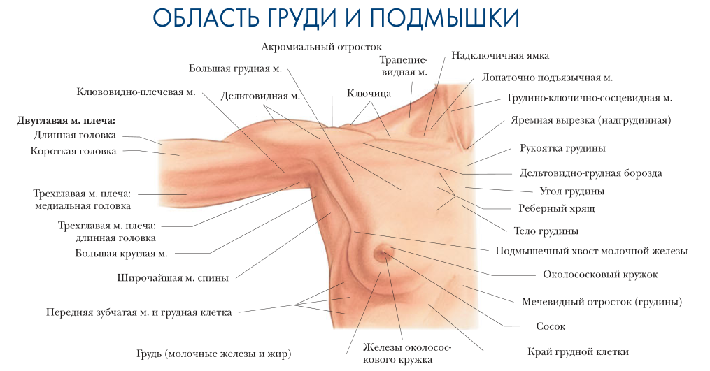 Анатомия. Вид груди и подмышки