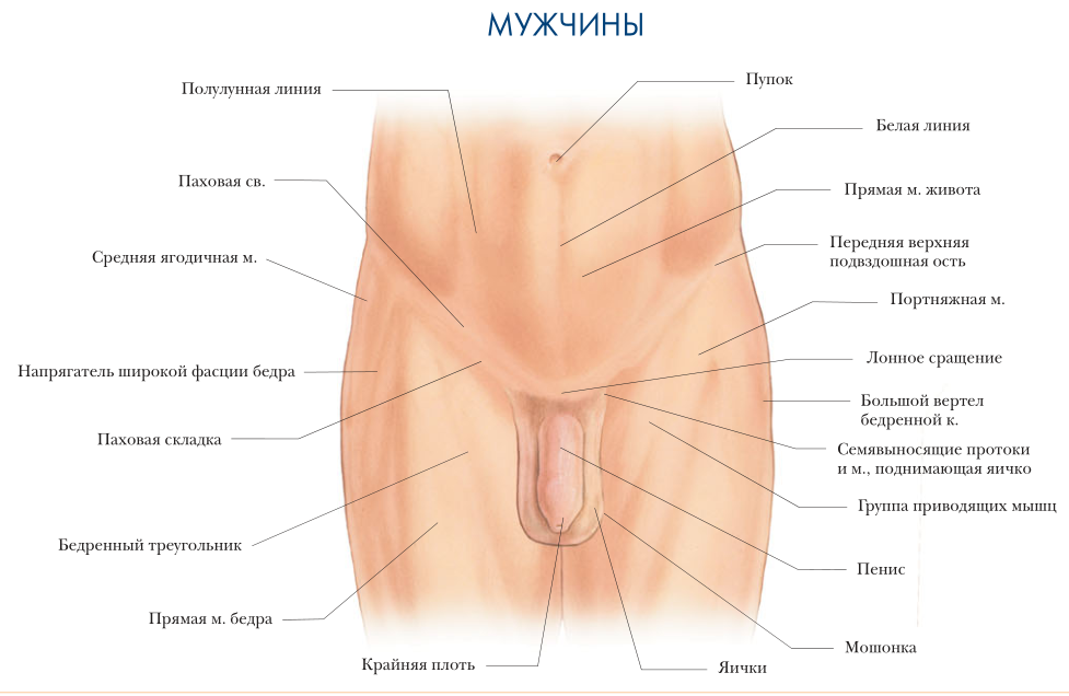 Анатомия. Область бедер мужчин