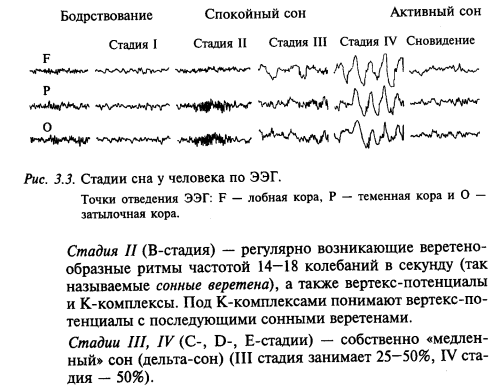 стадии сна у челвоека по ЭЭГ