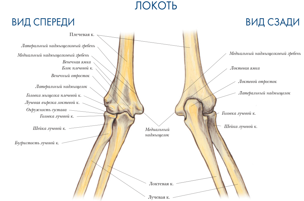 Локоть кости вид спереди