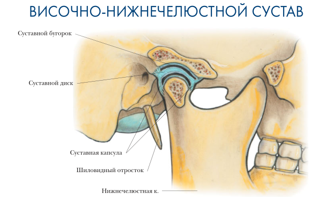 височно-нижнечелюстной сустав