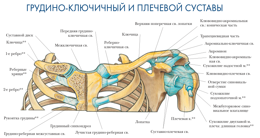 грудино-ключичный и плечевой сустав