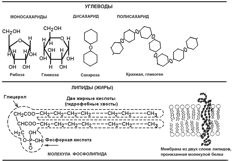 Структура основных макромолекул углеводы, липиды