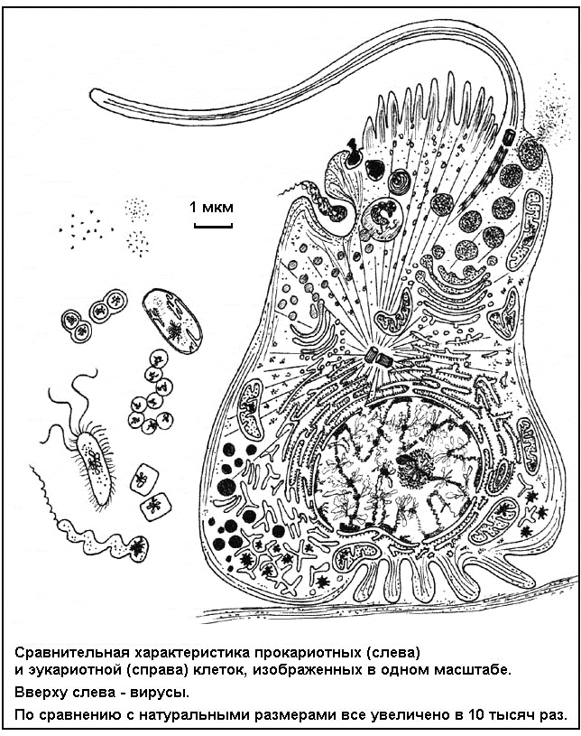 Схема организации прокариотной и эукариотной клеток.