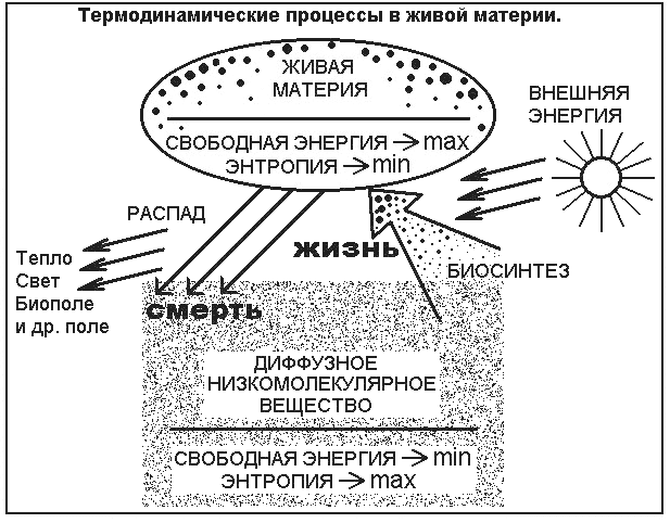 Термодинамические процессыы в живой материи