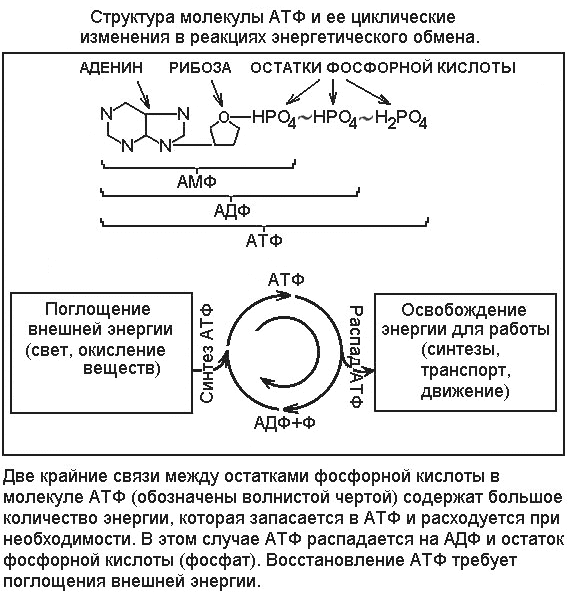 структура молекулы АТФ и ее изменения в реакциях энергетического обмена