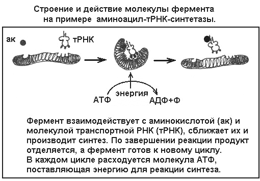 строение и действие молекулы фермента на примере аминоацил-тРНК синтетазы