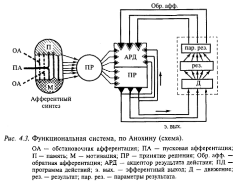 функциональная система по анохину