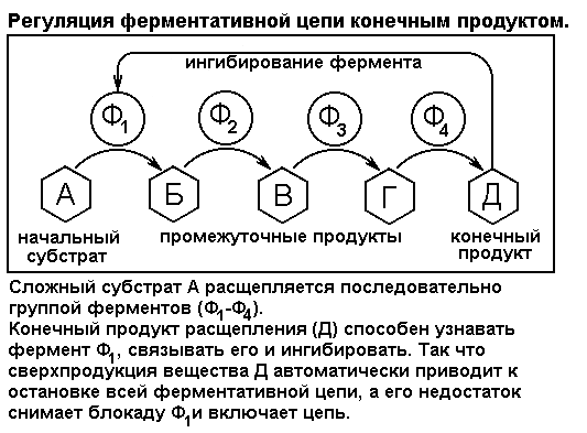 регуляция ферментативной цепи конечным продуктом