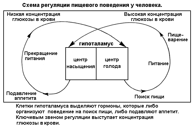 схема регуляции пищевого поведения у человека