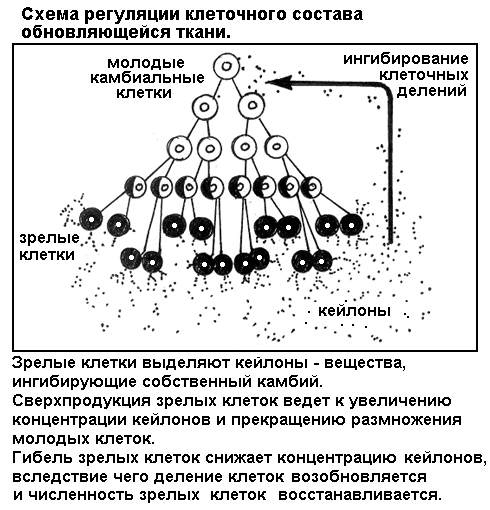 схема регуляции клеточного состава обновляющейся ткани