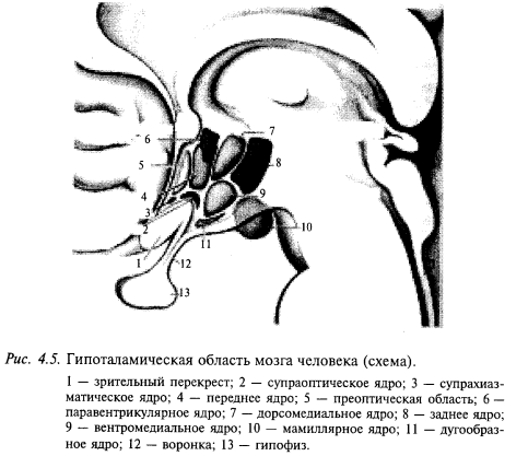 гипоталамическая область мозга человека