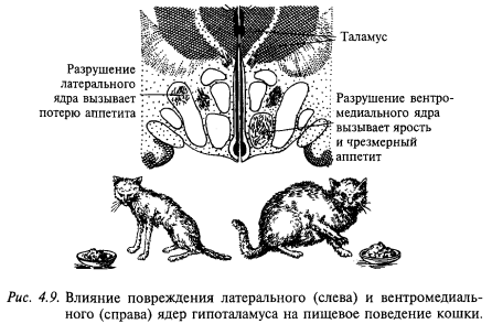 повреждение латерального и вентромедиального ядер гипоталамуса