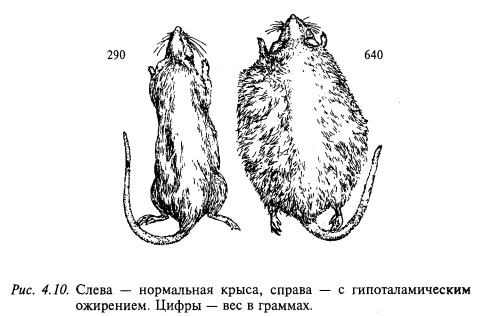 нормальная крыса, крыса с гипоталамическим ожирением