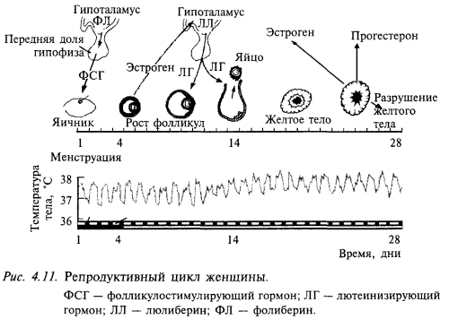 репродуктивный цикл женщины