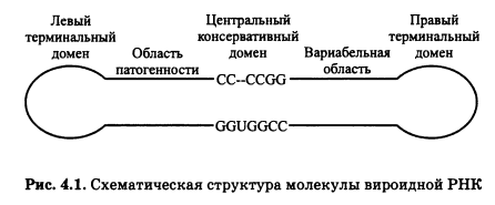 струтура молекулы вироидной РНК