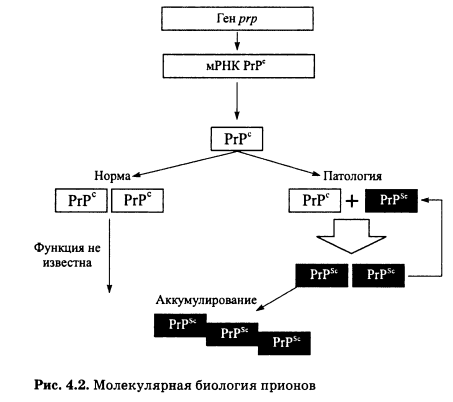 Молекулярная биология прионов