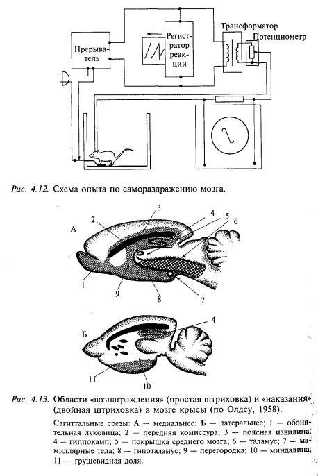 схема опыта по самораздражению мозга