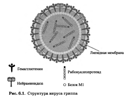 Структура вируса гриппа