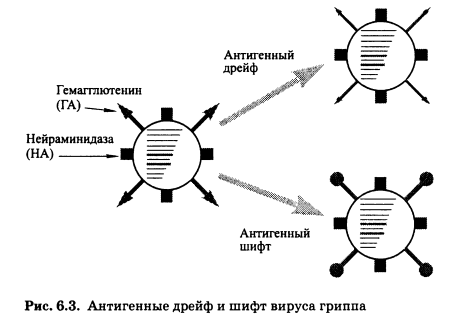 Антигенные дрейф и шифт вируса гриппа