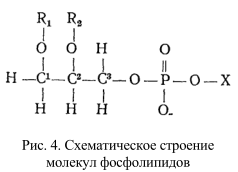 строение молекул фосфолипидов