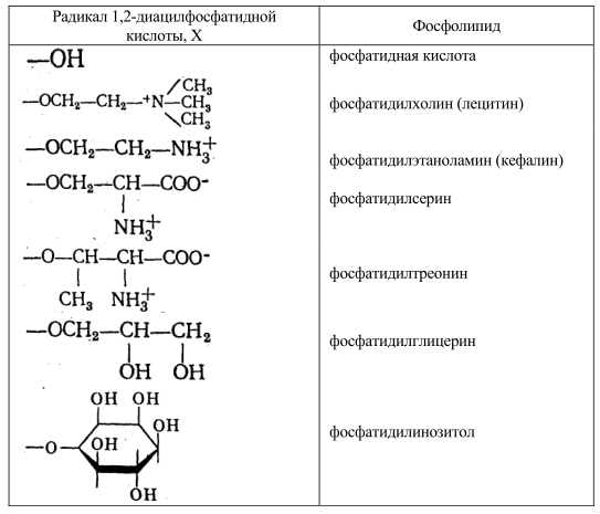 Классификация фосфолипидов осуществляется по структуре полярных радикалов