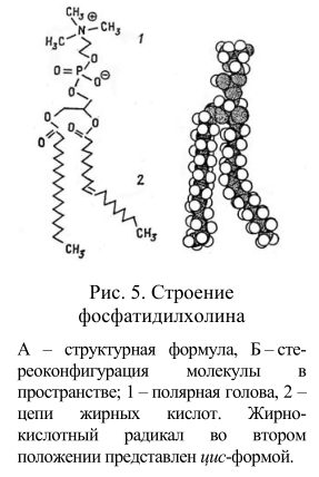 Строение фосфатидилхолина А – структурная формула, Б – стереоконфигурация молекулы в пространстве; 1 – полярная голова, 2 – цепи жирных кислот.