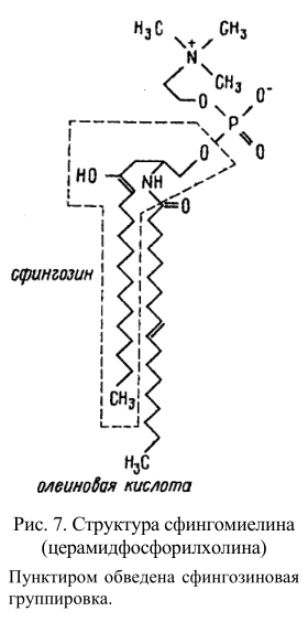 Структура сфингомиелина (церамидфосфорилхолина)