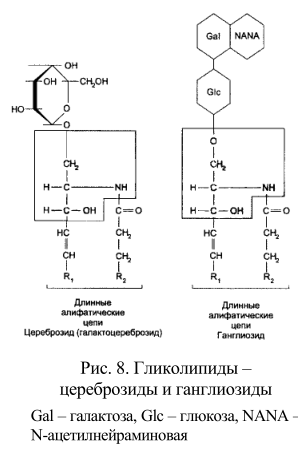 Гликолипиды – цереброзиды и ганглиозиды Gal – галактоза, Glc – глюкоза, NANA – N-ацетилнейраминовая