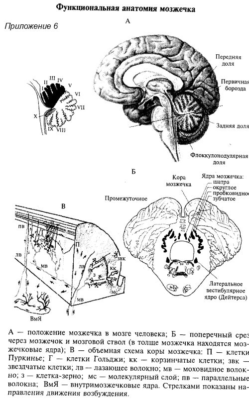 функциональная анатомия мозжечка