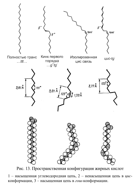 Пространственная конфигурация жирных кислот 1 – насыщенная углеводородная цепь, 2 – ненасыщенная цепь в цисконформации, 3 – насыщенная цепь в гош-конформации.