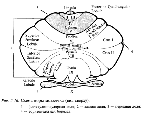 схема коры мозжечка