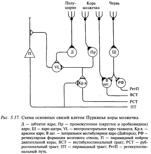 схема основных связей клеток Пуркинье коры мозжечка