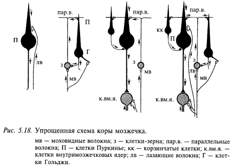 схема коры мозжечка