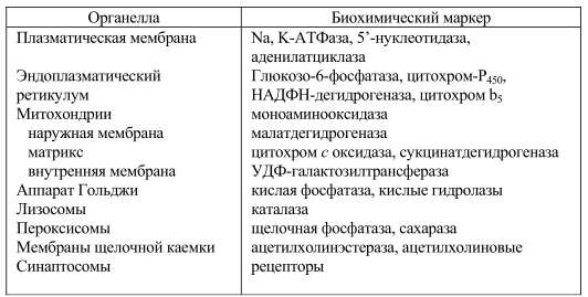 биохимические маркеры различных клеточных мембран