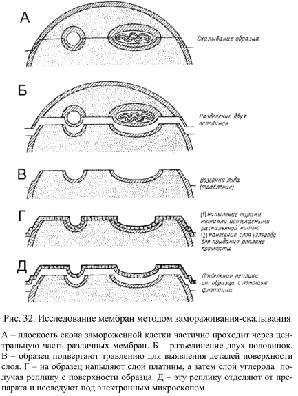 Исследование мембран методом замораживания-скалывания