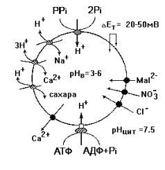 Электрогенный транспорт ионов водорода водородной-АТФазой и водородной-пирофосфатазой