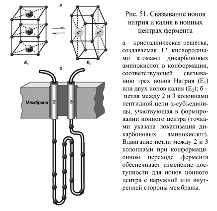 Связывание ионов натрия и калия в ионных центрах фермента