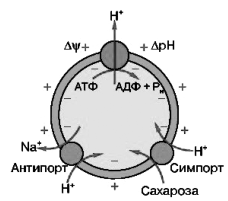 Роль водородной-АТФазы во вторично активном транспорте.