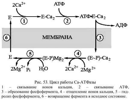 Цикл работы кальциевой -АТФазы